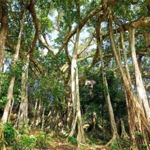 Da Nang To Son Tra Mountain By Private Car - Hoi An Private Car