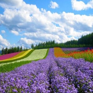 Nha Trang To Dalat By Private Car - Hoi An Private Car