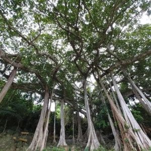 Hoi An To Monkey Mountain By Private Car - Hoi An Private Car