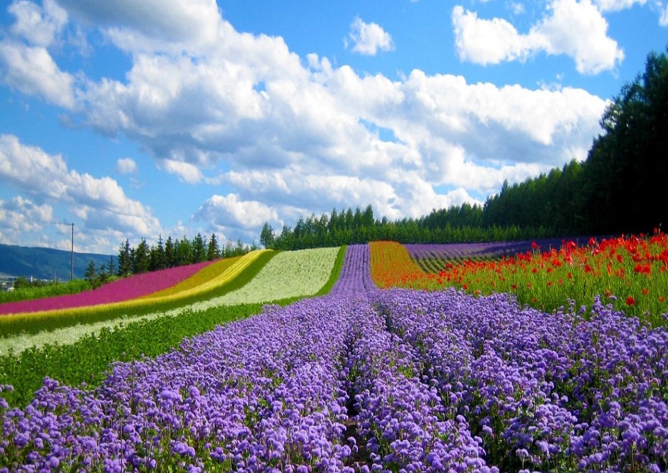 Nha-Trang-To-Dalat-By-Private-Car-Hoi-An-Private-Car-Travel