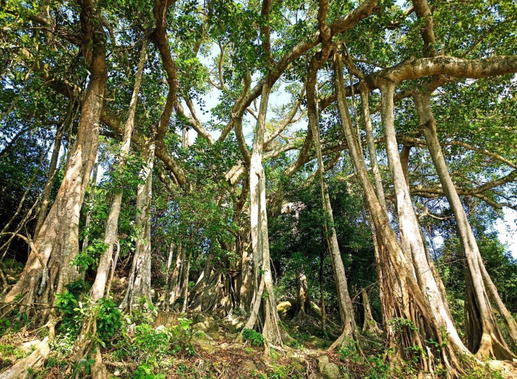 Da Nang to Son Tra Mountains by private car- Hoi An Private Car