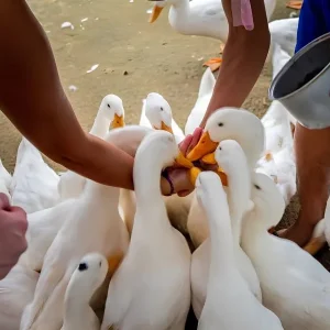 Transfer From Dong Hoi To Duck Stop Private Car - Hoi An Private Car