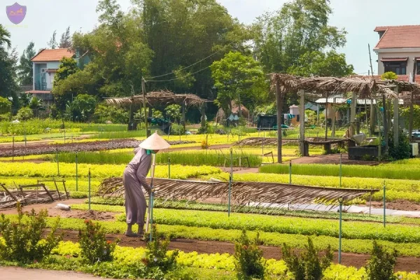 Tra Que Vegetable Village - Hoi An Private Car