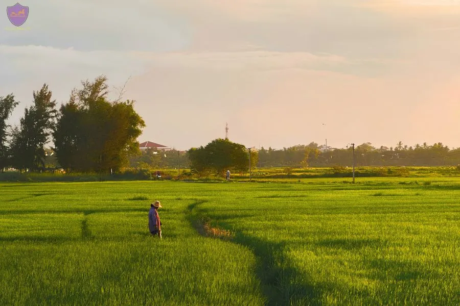 Catch A Sunset Over The Fields - Hoi An Private Car