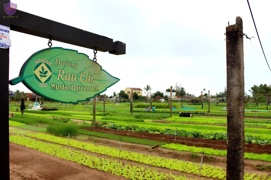 Tra Que Vegetable Village - Hoi An Private Car